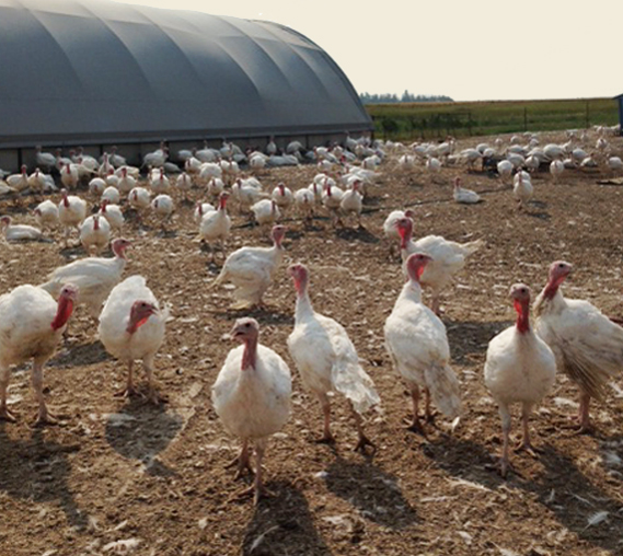 Ridge Valley Box 90, Crooked Creek, Edmonton, AB Chicken