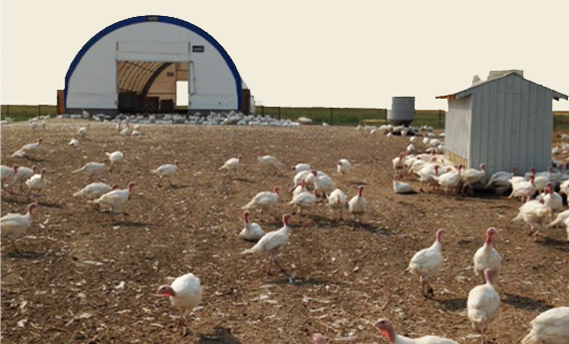 Ridge Valley Box 90, Crooked Creek, Edmonton, AB Chicken